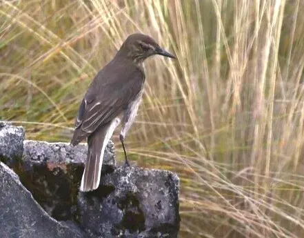 The White-tailed shrike-tyrant card