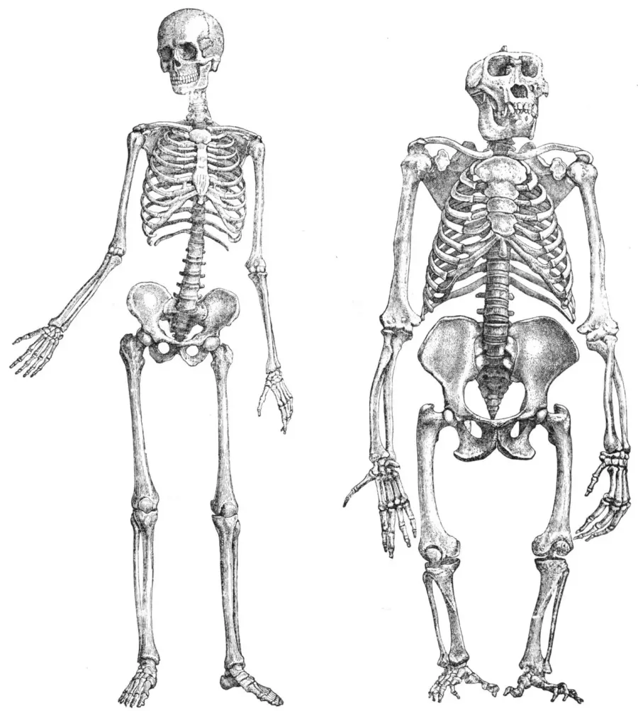 The Comparative anatomy card