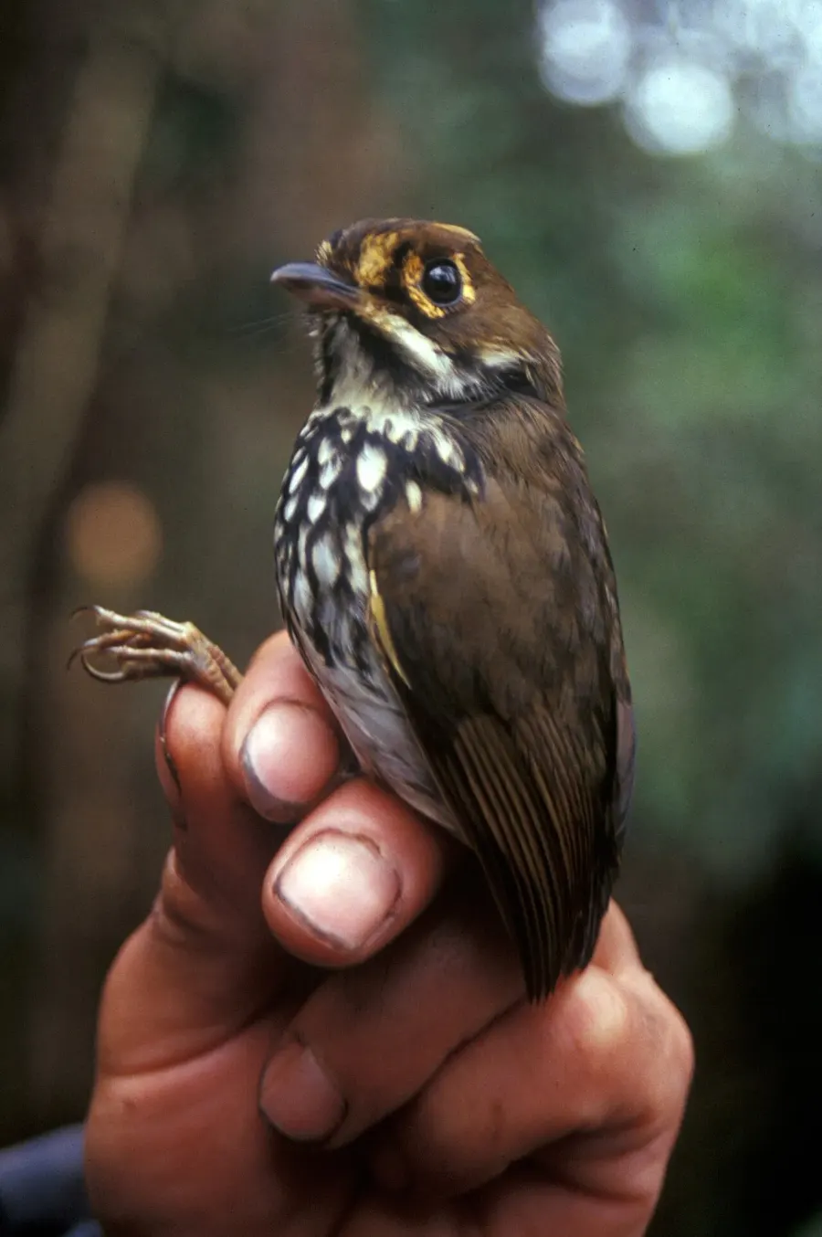 The Peruvian antpitta card