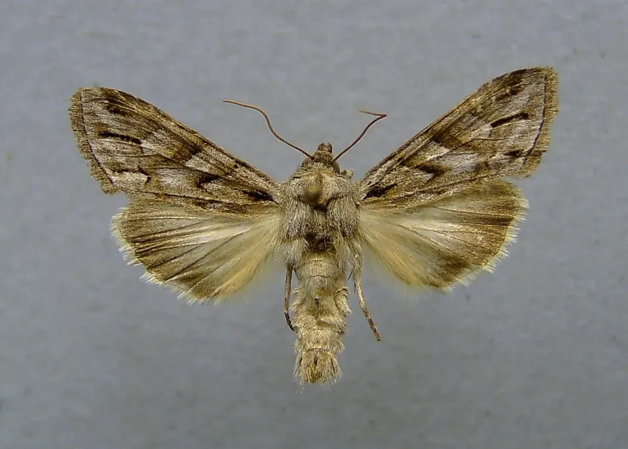 La carte Cuculliinae