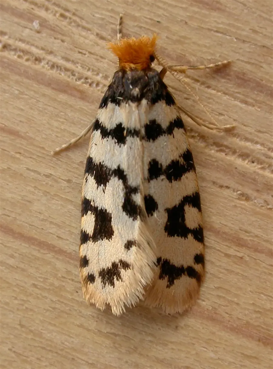 La carte Psychidae
