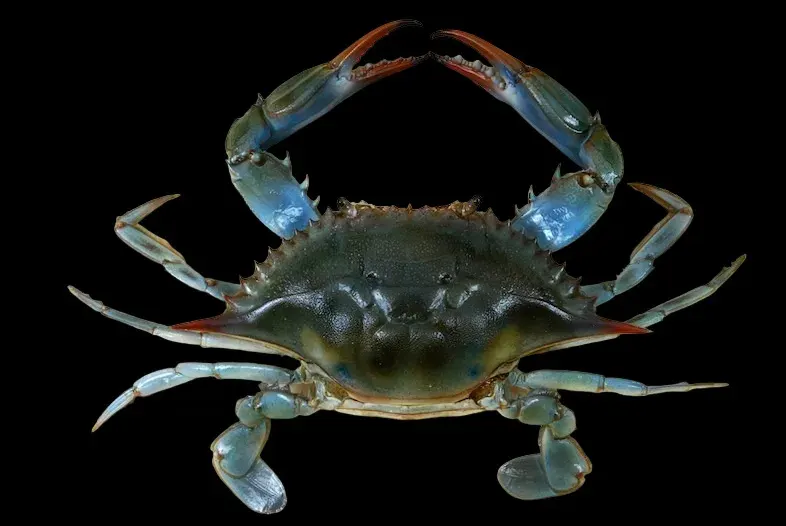 La carte Crabe bleu