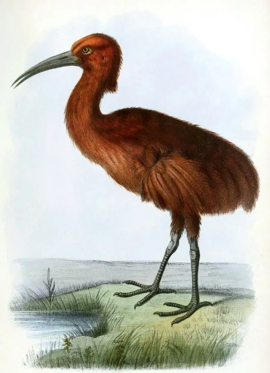 La carte Râle de Maurice