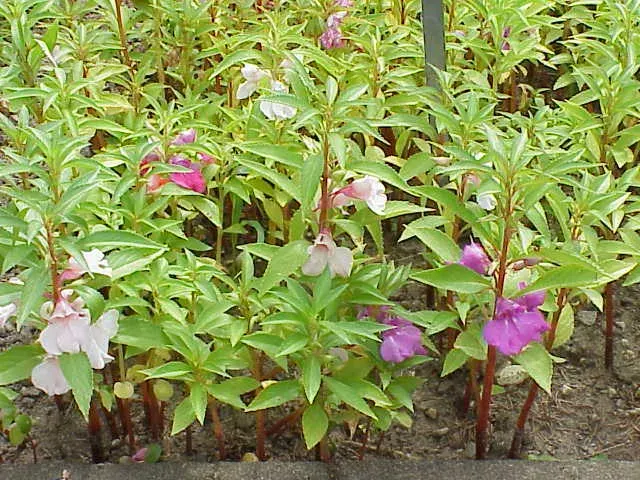 The Impatiens balsamina card