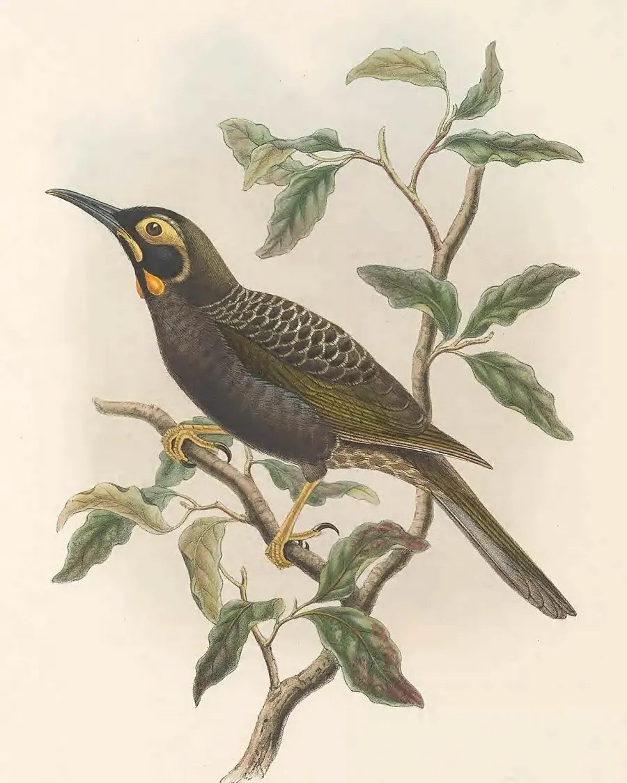 The Cinnamon-browed melidectes card