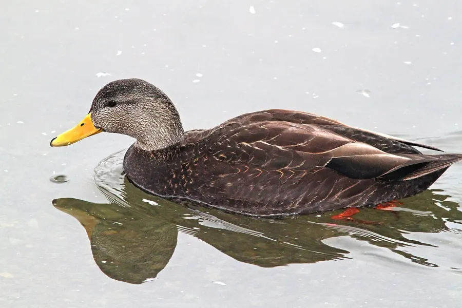 La carte Canard noir