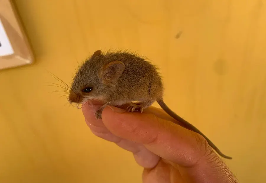 The Wiedomys card
