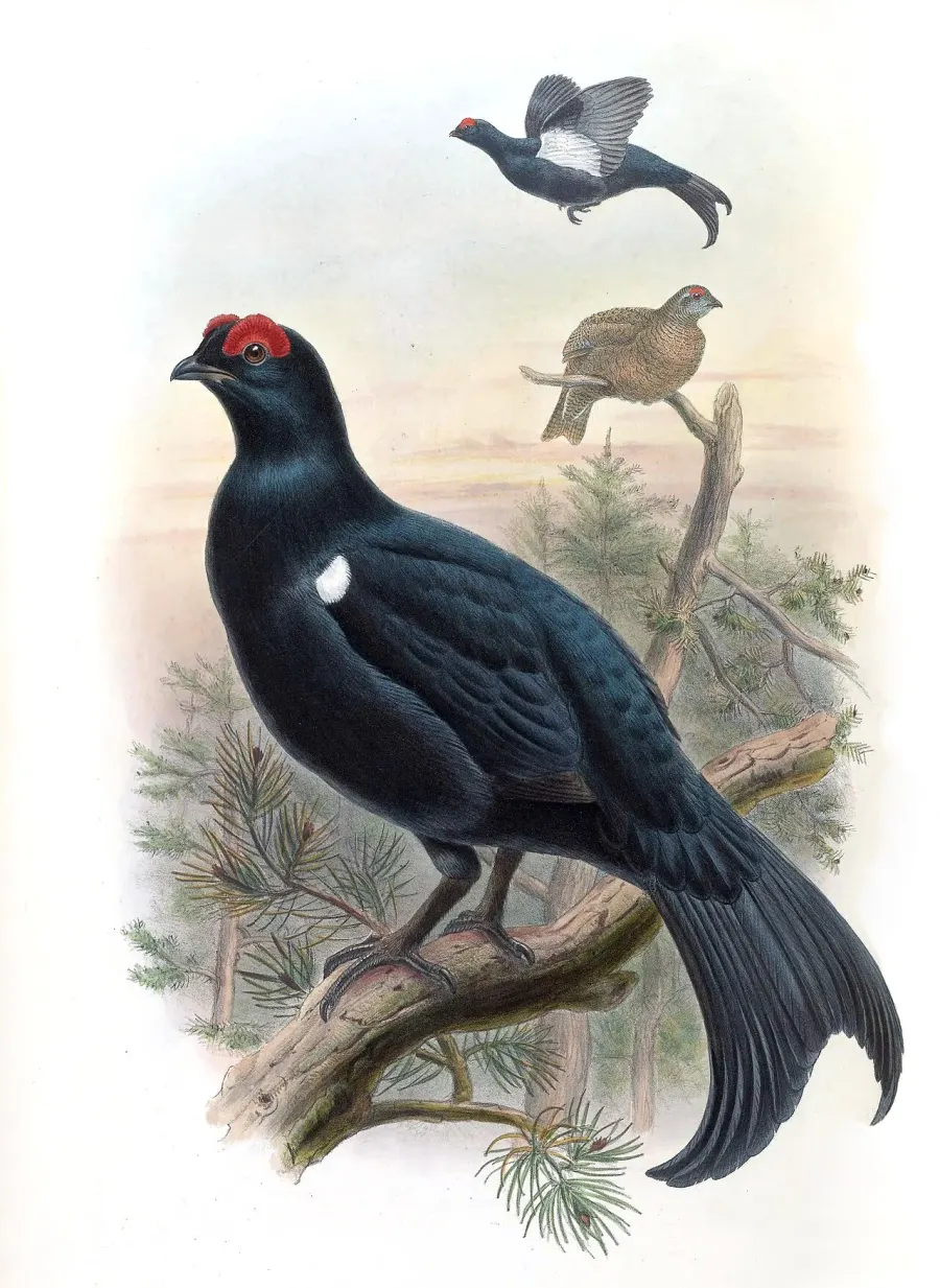 La carte Tétras du Caucase