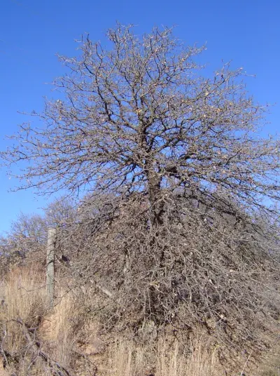The Quercus marilandica card