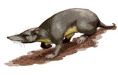 La carte Nesophontes edithae