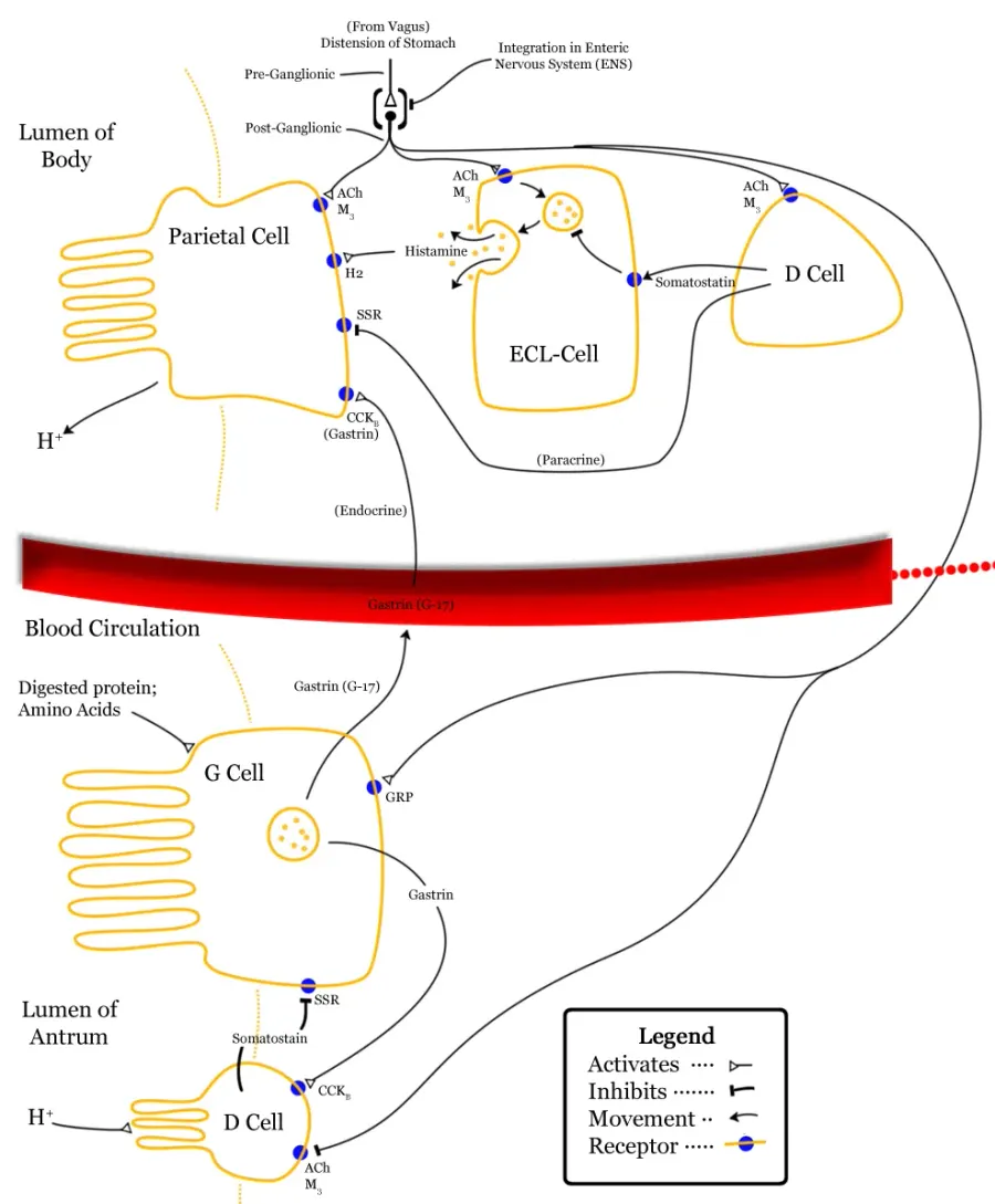 The Gastric acid card