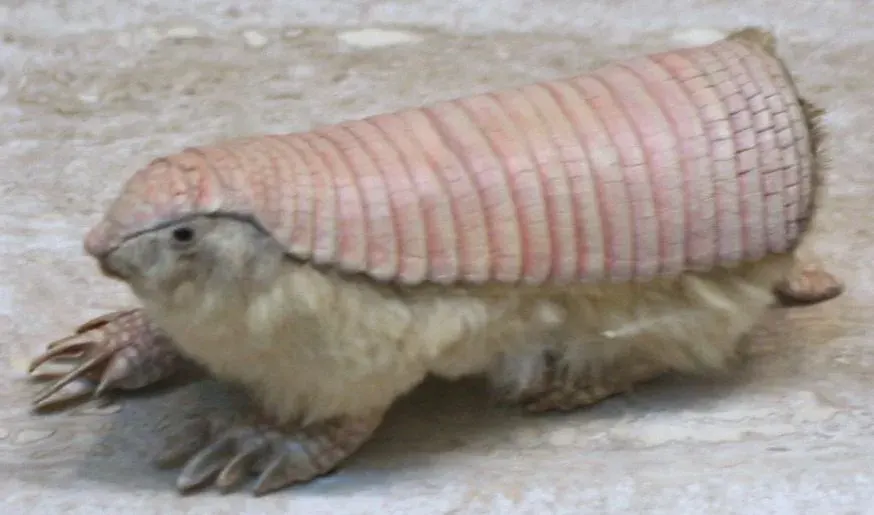 La carte Chlamyphorus truncatus