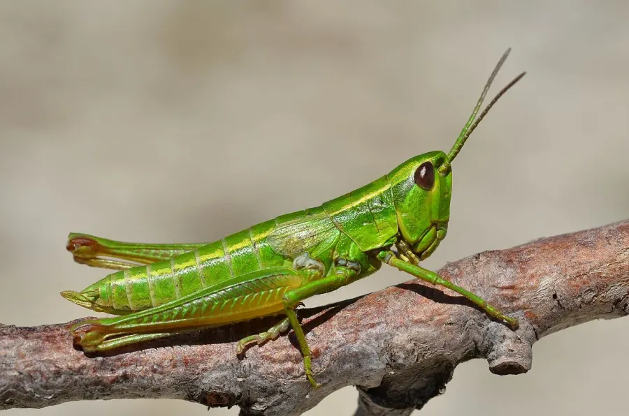 La carte Euthystira brachyptera