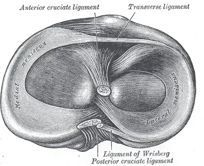 The Meniscus card