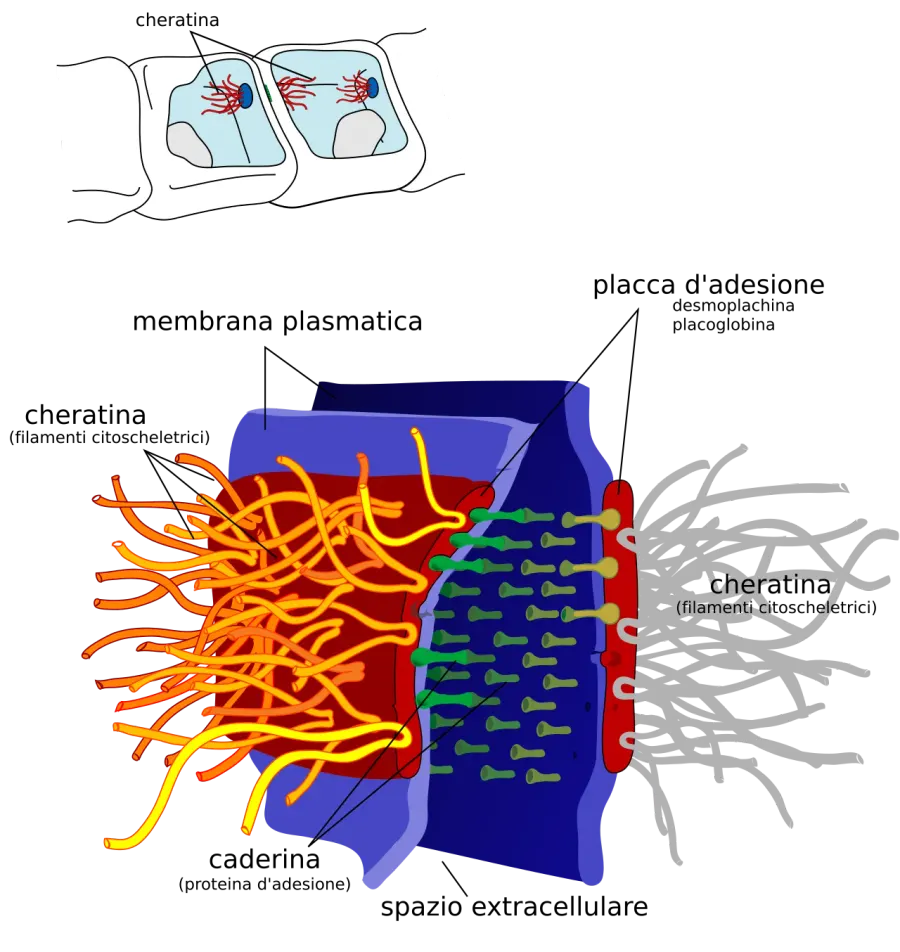 The Desmosome card