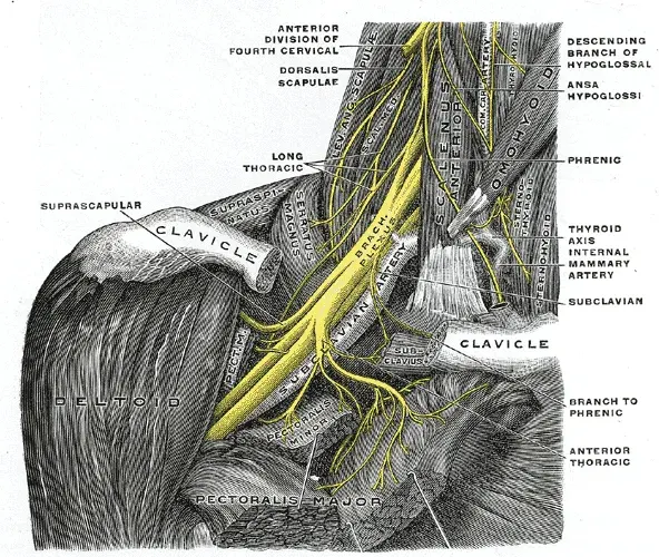 La carte Plexus brachial
