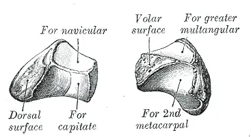 The Trapezoid bone card