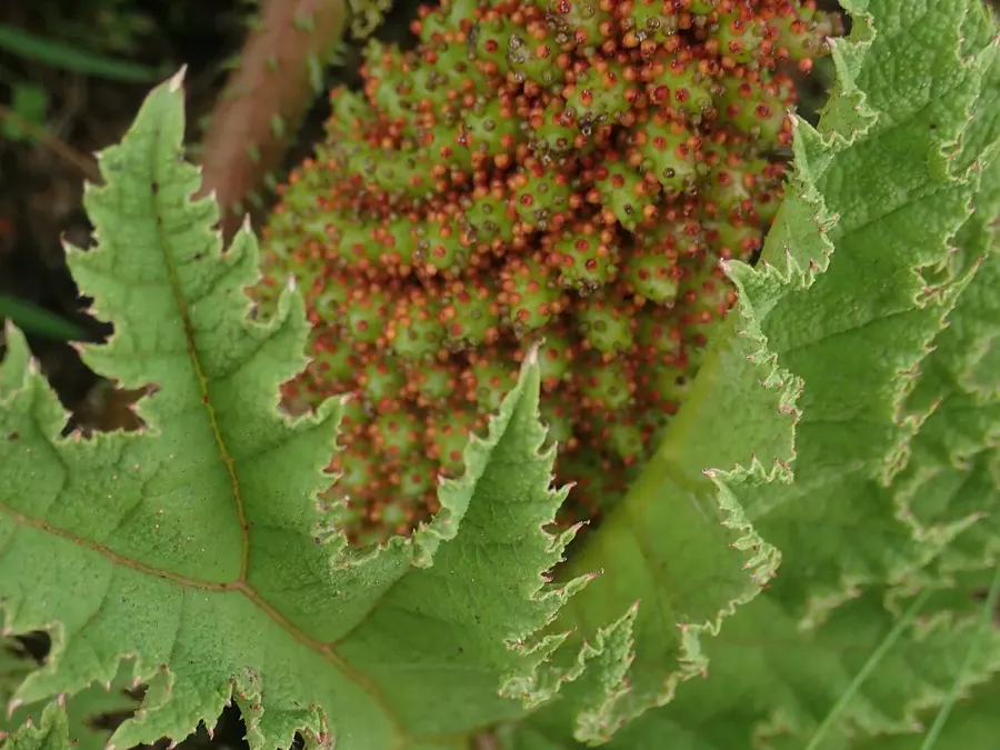 La carte Gunnera tinctoria