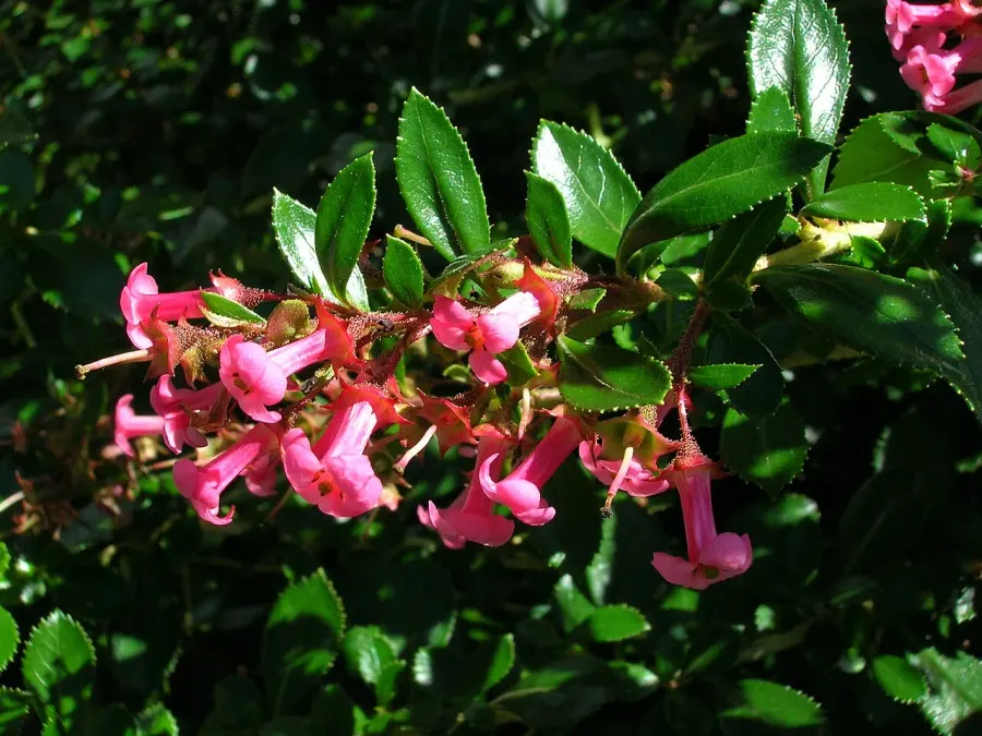 La carte Escalloniaceae