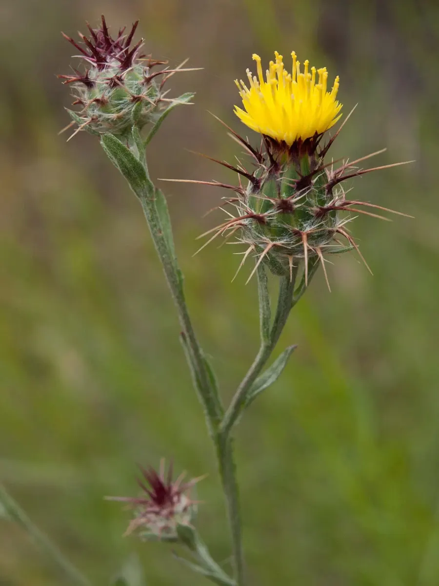 The Centaurea melitensis card