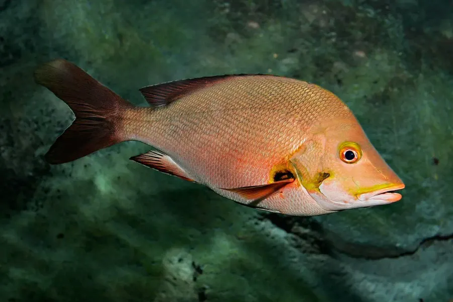 La carte Lutjanidae