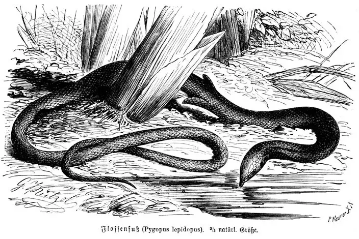 La carte Pygopodidae