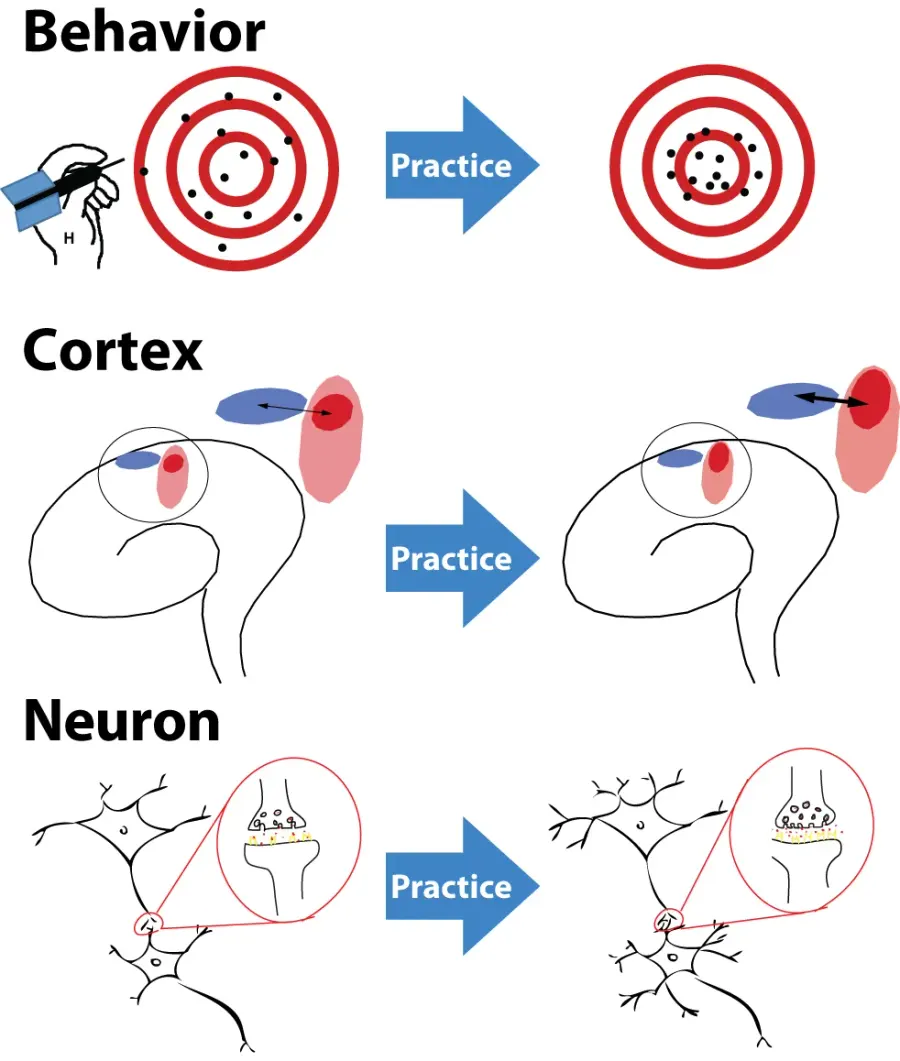 The Neuroplasticity card
