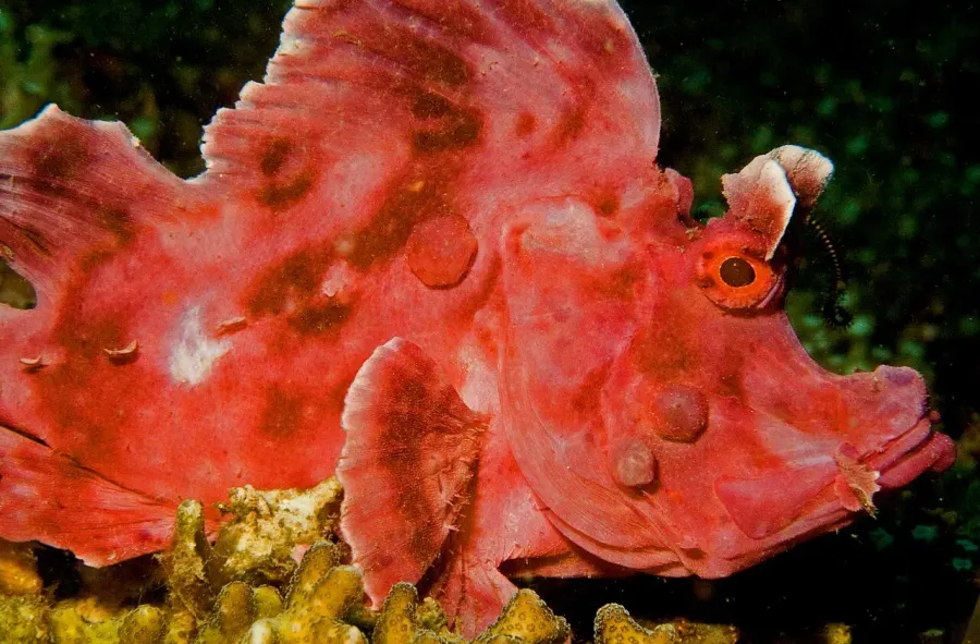 The Rhinopias eschmeyeri card