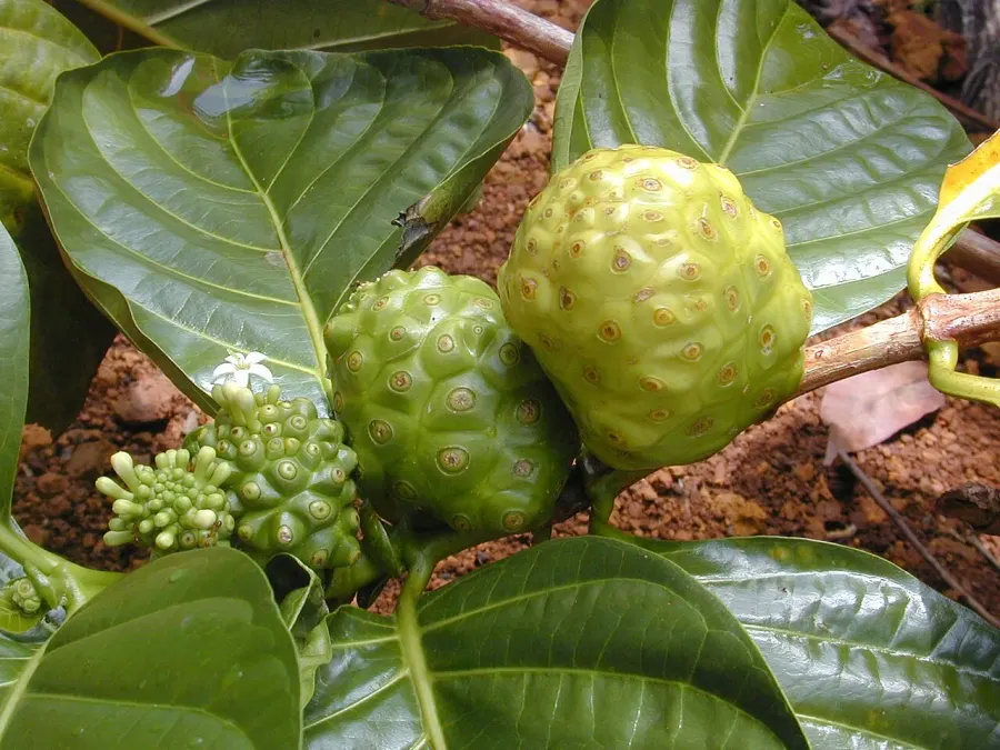 La carte Morinda