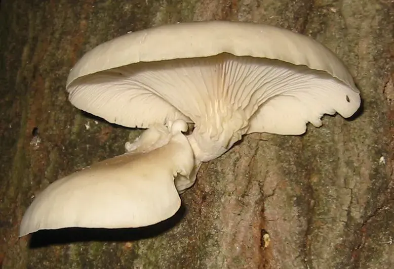 The Pleurotus card