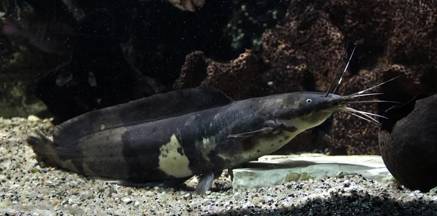 La carte Clarias batrachus