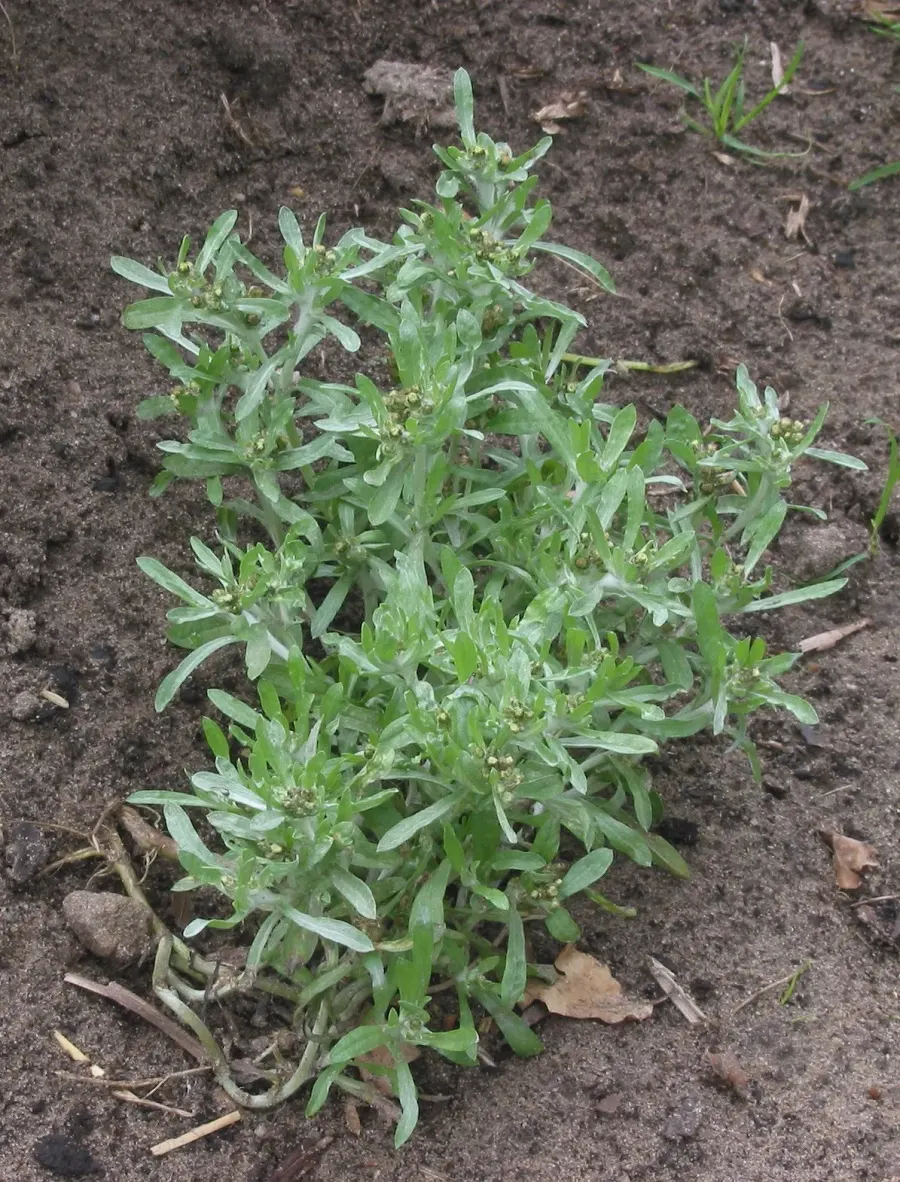 La carte Gnaphalium uliginosum