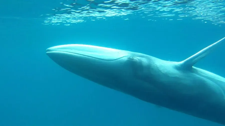 La carte Rorqual d'Omura