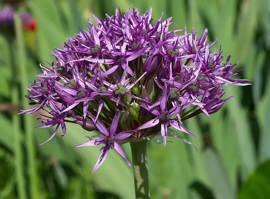 La carte Allium atropurpureum