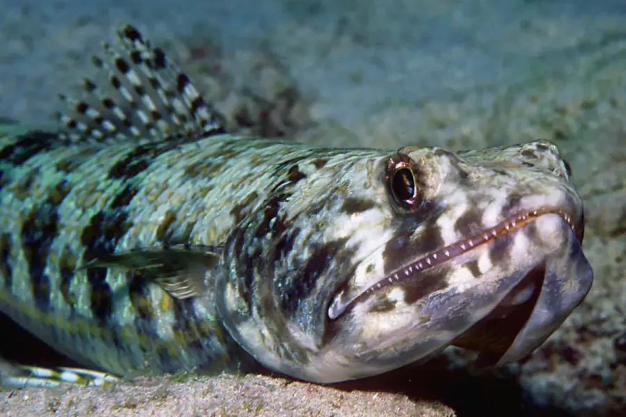 La carte Synodontidae