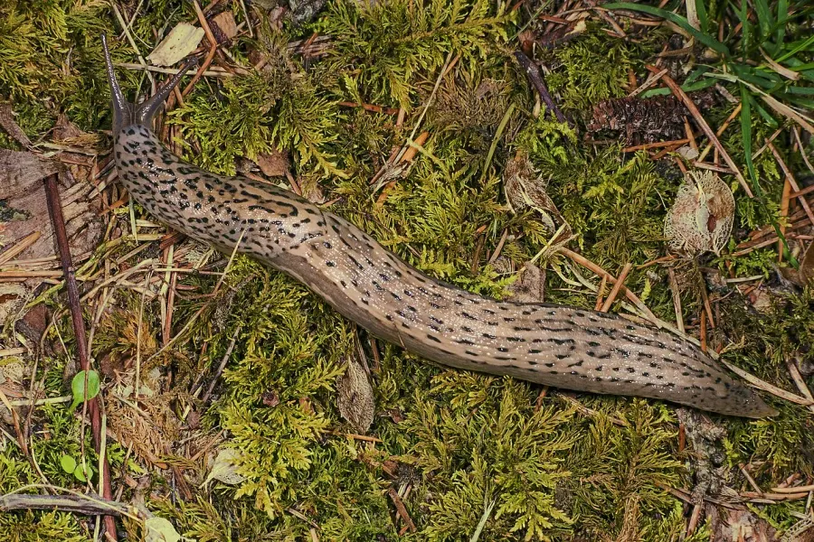 La carte Limax maximus