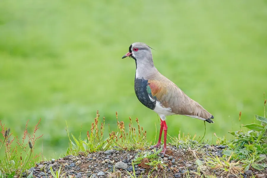 The Southern lapwing card