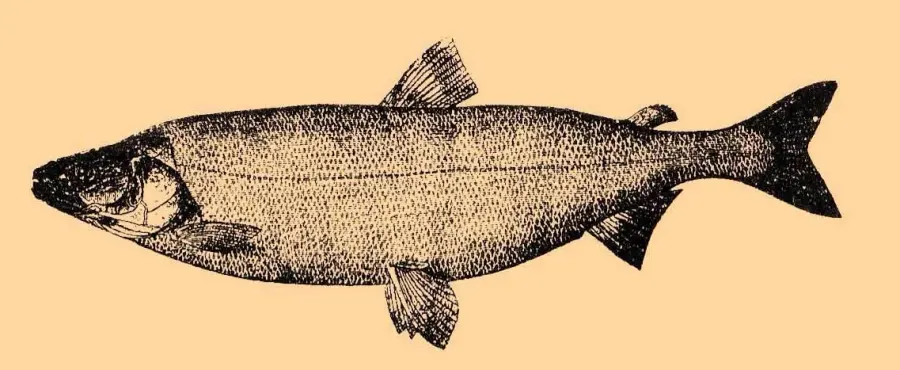 La carte Stenodus leucichthys