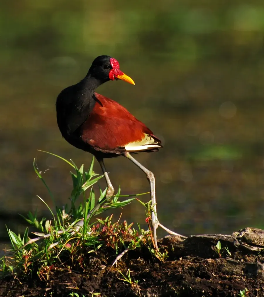 La carte Jacana noir