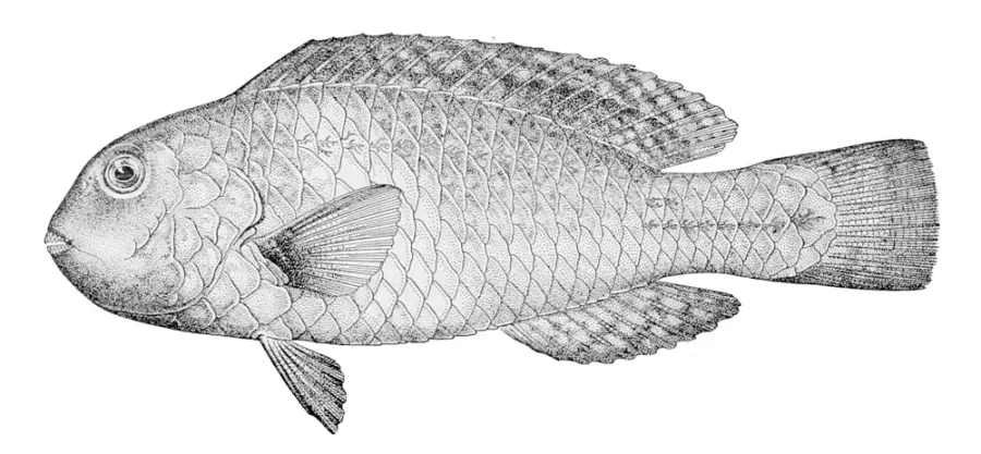 La carte Calotomus