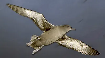 La carte Puffinus
