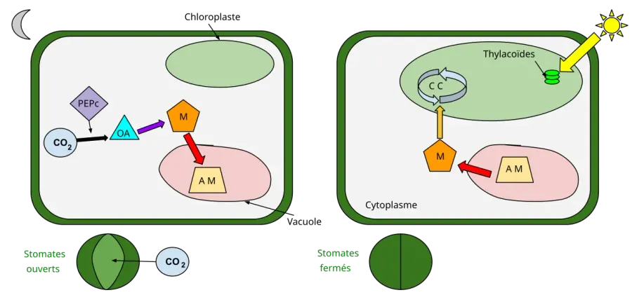 The Crassulacean acid metabolism card