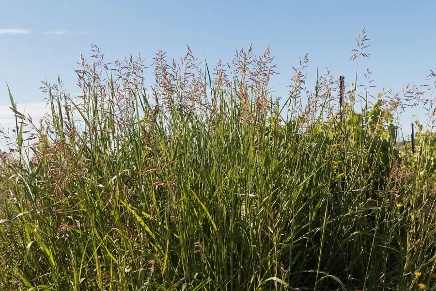 La carte Sorghum halepense