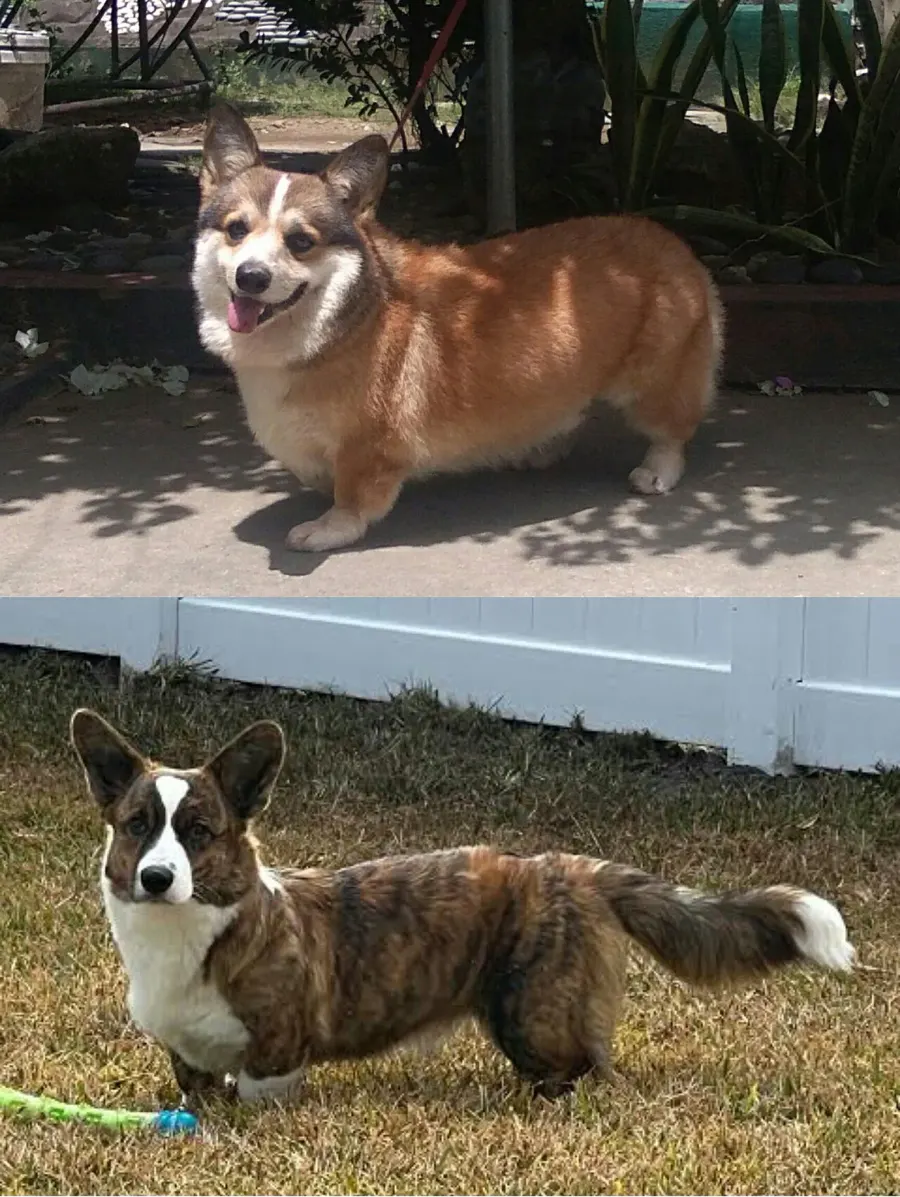 La carte Welsh Corgi