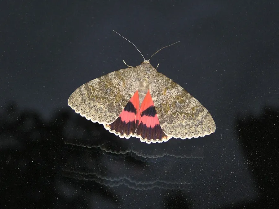 The Catocala elocata card
