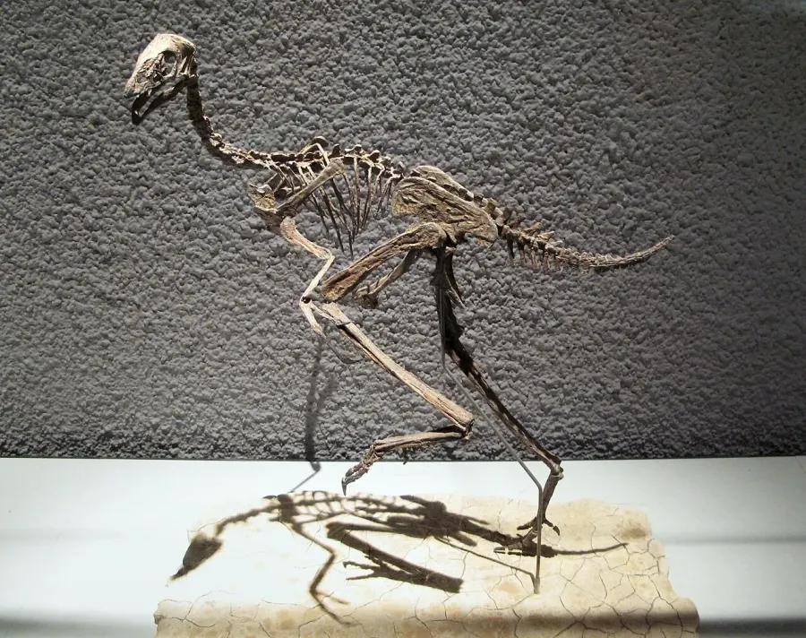 The Caudipteridae card