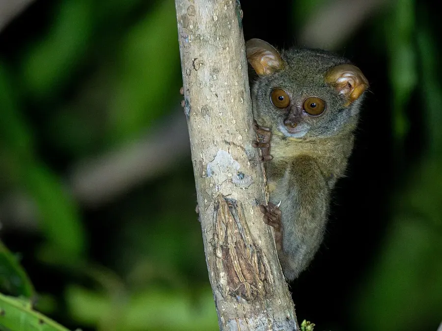 La carte Tarsier spectre