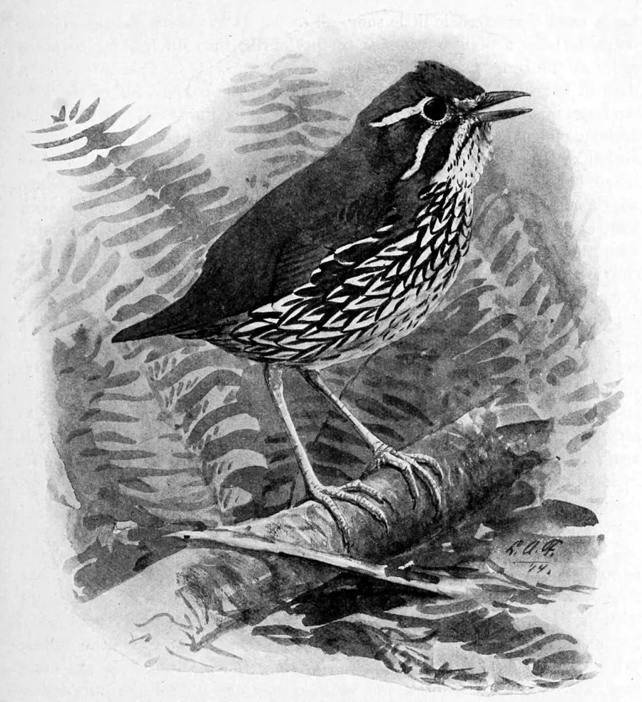 The Schwartz's antthrush card