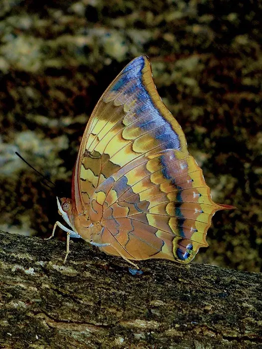 La carte Charaxes