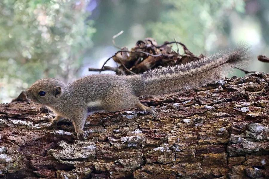 The Plantain squirrel card